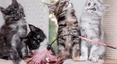 Jak rozlišit kotě maine coon od obyčejného, ​​známky plemene